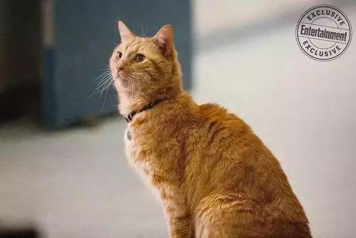 《惊奇队长》是一部彩蛋合集:3大彩蛋暗示复