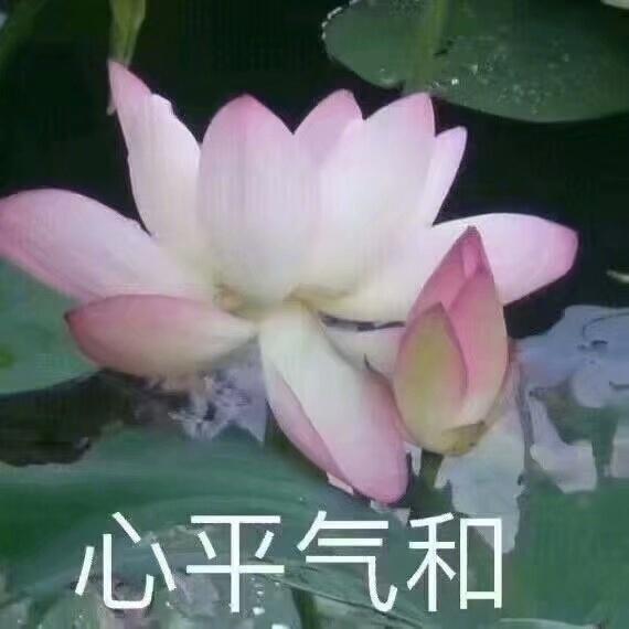 中老年表情包:见好就收,好运莲莲
