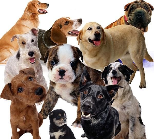 五种最适合作为伴侣犬的大型犬，最后一个最不受欢迎却养的最多！