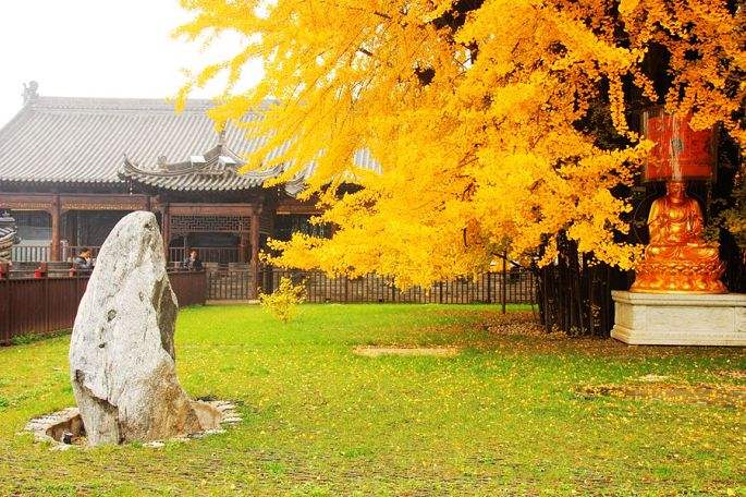 因银杏树爆红网络寺庙,谢绝旅行团,寺庙:宗教场所非旅游景点!