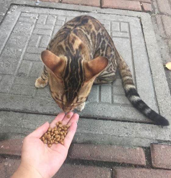 网友去拿快递偶遇价值上万的豹猫,喂了点猫粮,竟然就跟着回家了