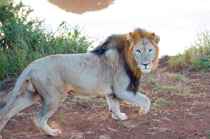 在南非开启一场与野生动物的狂野之旅