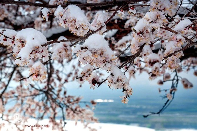 新疆杏花溝，美如畫的四月天