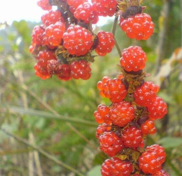 这种野果长得像"草莓",俗称"三月泡",好吃又营养,你见过吗