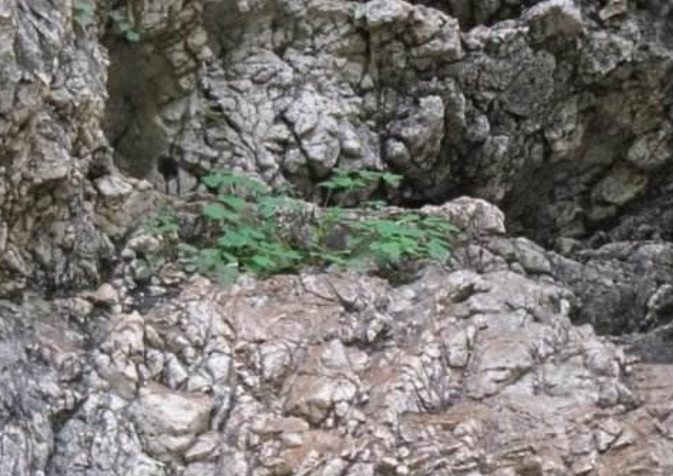 山里这种长在石头上的花,看起来不太起眼,殊不知价值珍贵 山里这种长在石头上的花,看起来不太起眼,殊不知价值珍贵