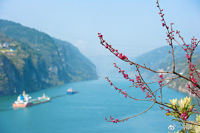 春到長江，西陵峽口賞花看景正當(dāng)時