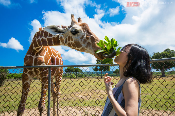 <a href='http://travel-sina-com-cn.yaoicomix.com/feilvbin-lvyou/?from=b-keyword' target='_blank'><em>菲律宾</em></a>奇特的野生动物园,游客嘴叼树枝喂长颈鹿