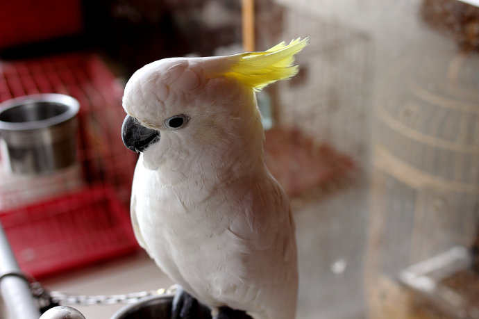 冰雪聪明：武则天的白鹦鹉竟能背唐诗