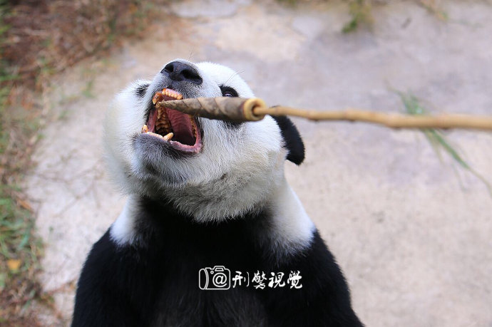 【威海采風(fēng)】去劉公島來一次意義非凡的旅行(原創(chuàng)組圖)