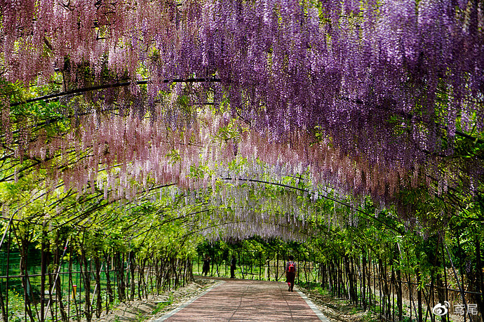 浪漫至極的紫色花海 就藏在成都郊區(qū)