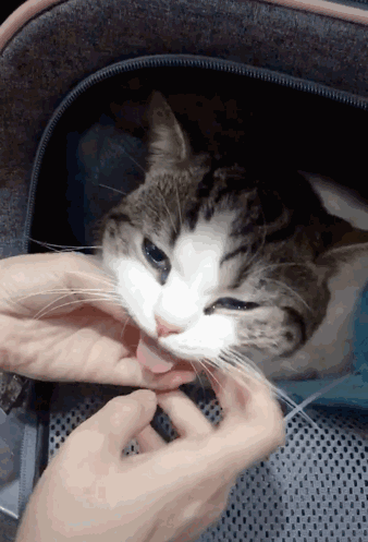 公猫绝孕没了喵生一大乐趣,一天都是这表情,主人的安慰笑翻网友