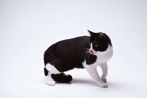 猫流眼泪与情感有关吗,猫流泪是真情流露吗