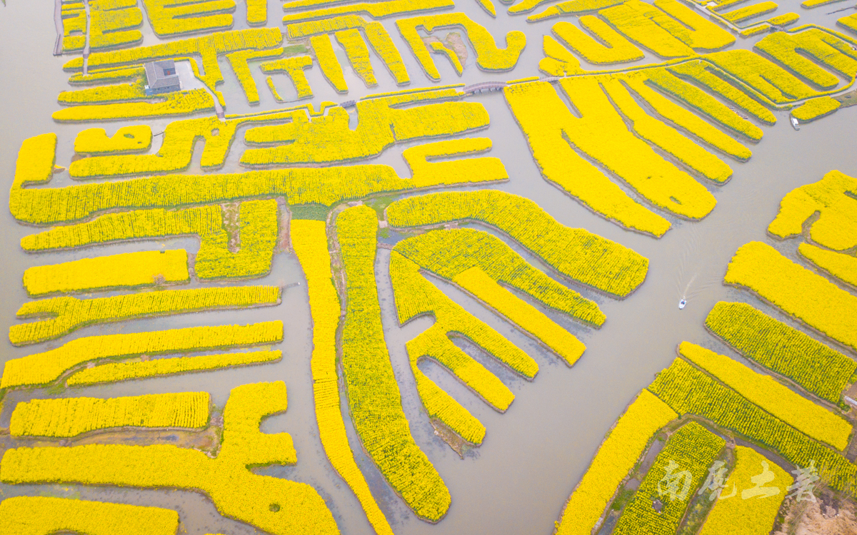 壮观，航拍全国最大的水上油菜花海