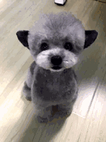 泰迪犬一天吃多少狗粮 喂食的次数与时间