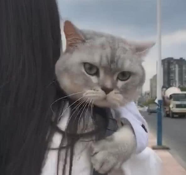 抖音最近很火的猫图,抖音很火的霸气猫图片 抖音"可爱猫咪"火了,看到它这姿态,网友:见过世面的猫