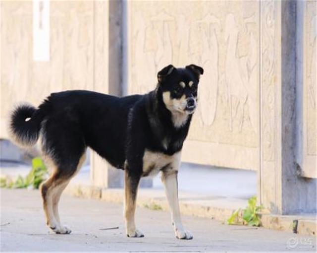 外国人如何评价中华田园犬?让我们一起来看一