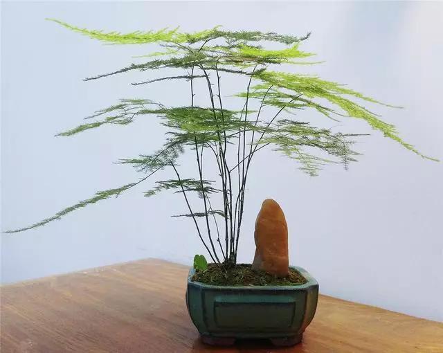 文竹人口_文竹盆景图片(2)