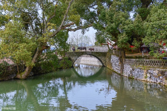 一棵老樟树守护<a href='http://travel-sina-com-cn.abcpastor.com/shangrao_wuyuan-lvyou/?from=b-keyword' target='_blank'>婺源</a><a href='http://travel-sina-com-cn.abcpastor.com/shangrao_yantian_13024-lvyou/?from=b-keyword' target='_blank'>严田</a>古村1600多年,如今成为该村旅游形象代言