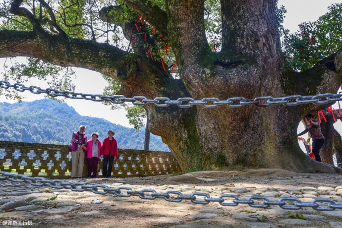 一棵老樟树守护<a href='http://travel-sina-com-cn.abcpastor.com/shangrao_wuyuan-lvyou/?from=b-keyword' target='_blank'>婺源</a><a href='http://travel-sina-com-cn.abcpastor.com/shangrao_yantian_13024-lvyou/?from=b-keyword' target='_blank'>严田</a>古村1600多年,如今成为该村旅游形象代言