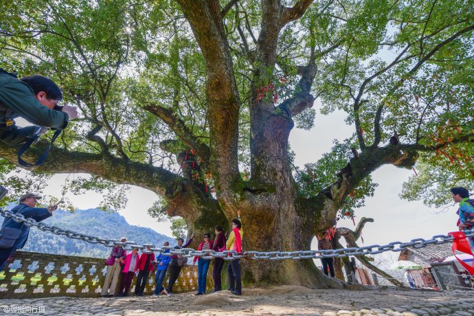 一棵老樟树守护<a href='http://travel-sina-com-cn.abcpastor.com/shangrao_wuyuan-lvyou/?from=b-keyword' target='_blank'>婺源</a><a href='http://travel-sina-com-cn.abcpastor.com/shangrao_yantian_13024-lvyou/?from=b-keyword' target='_blank'>严田</a>古村1600多年,如今成为该村旅游形象代言