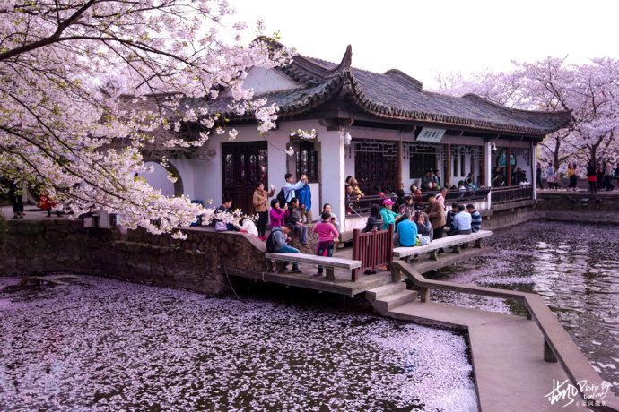 昨夜雪如花,今日花如雪,太湖鼋头渚落樱缤纷
