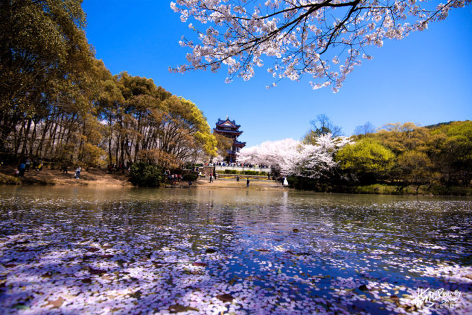 昨夜雪如花,今日花如雪,<a href='http://travel.sina.com.cn/suzhou_taihu-lvyou/?from=b-keyword' target='_blank'>太湖</a><a href='http://travel.sina.com.cn/wuxi_yuantouzhu-lvyou/?from=b-keyword' target='_blank'>鼋头渚</a>落樱缤纷