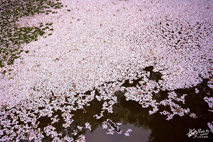 昨夜雪如花,今日花如雪,太湖鼋头渚落樱缤纷
