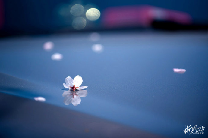昨夜雪如花,今日花如雪,太湖鼋头渚落樱缤纷