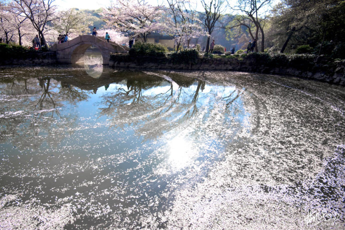 昨夜雪如花,今日花如雪,太湖鼋头渚落樱缤纷