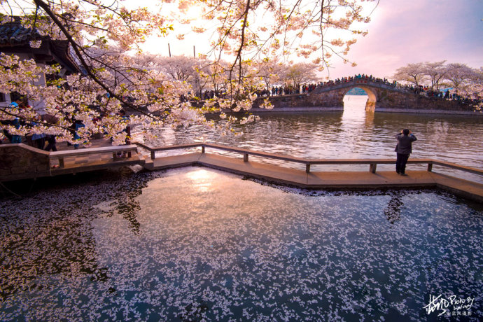 昨夜雪如花,今日花如雪,太湖鼋头渚落樱缤纷