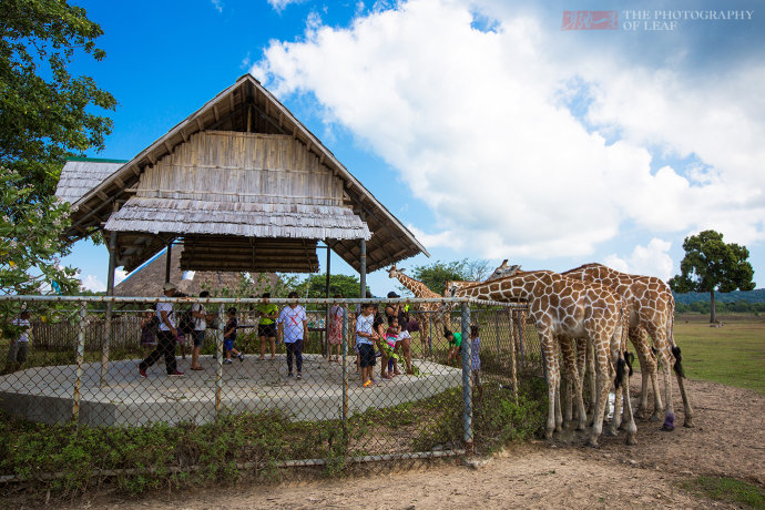 <a href='http://travel-sina-com-cn.yaoicomix.com/feilvbin-lvyou/?from=b-keyword' target='_blank'>菲律宾</a>奇特的野生动物园,游客嘴叼树枝喂长颈鹿