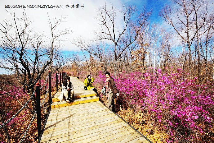 五月,龙江大地上哪里的杜鹃花最迷人?(附赏花攻略)