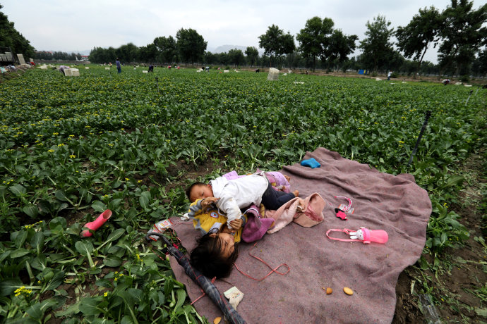 一天摘菜300斤，收入不足200元