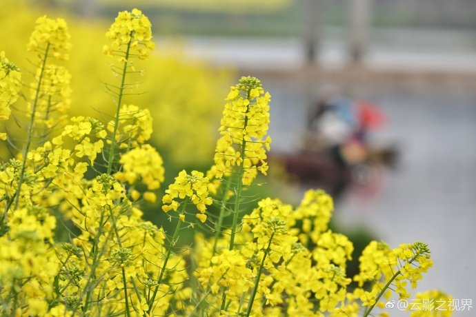 開在河邊的油菜花