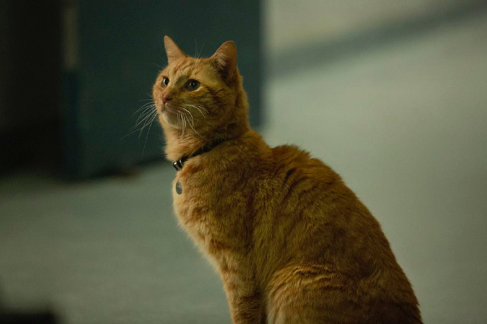 《惊奇队长》票房破5亿,口碑遭遇两极化,网友