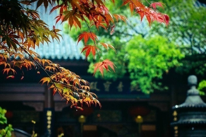 杭州灵隐寺 初日照高林