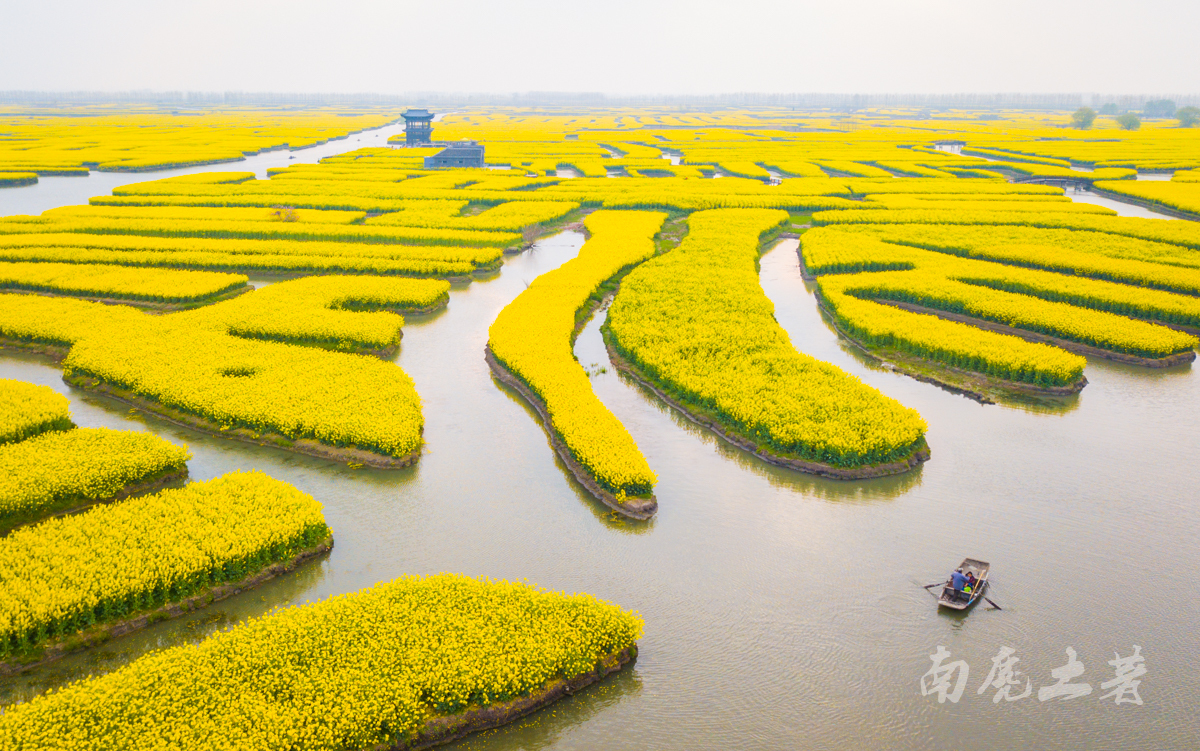 壮观，航拍全国最大的水上油菜花海