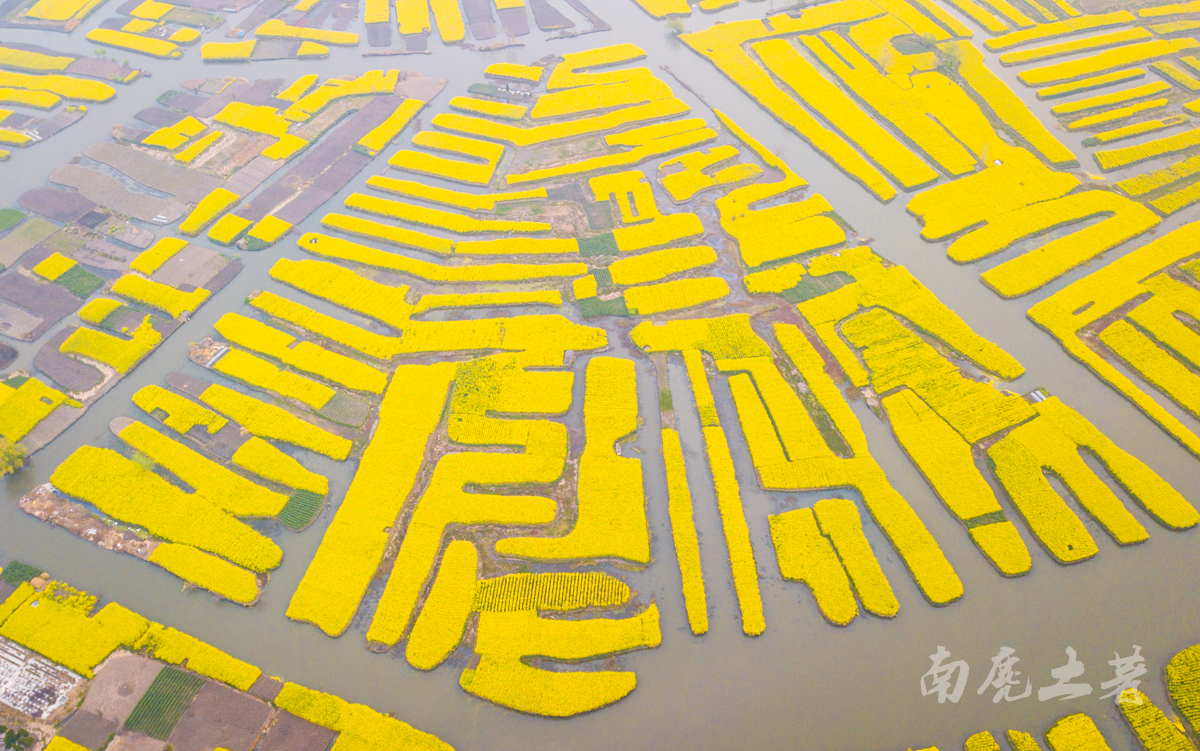 壮观，航拍全国最大的水上油菜花海