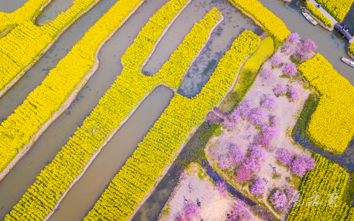 壮观，航拍全国最大的水上油菜花海