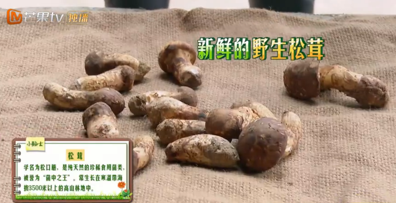 雪山下特产,看了野生厨房才知道,牛肉松茸紫土豆我都要!