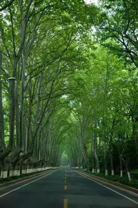 有一种树 看见了 就想到一座城 树是梧桐树 城是南京城 有梧桐的地方