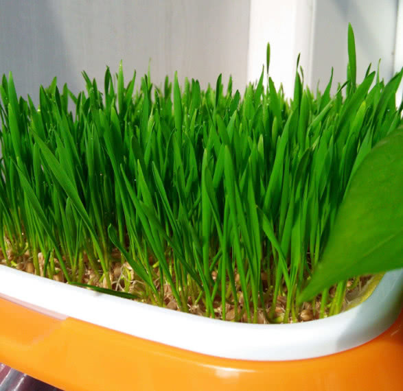 把“小麦”种进花盆，不用泥土用纸巾，沾水就活，10天就割来吃