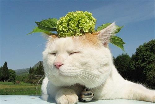 日本田园猫图片