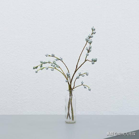 买过尤加利叶做鲜花配叶,见过云南鲜花基地的尤加利果没?别out