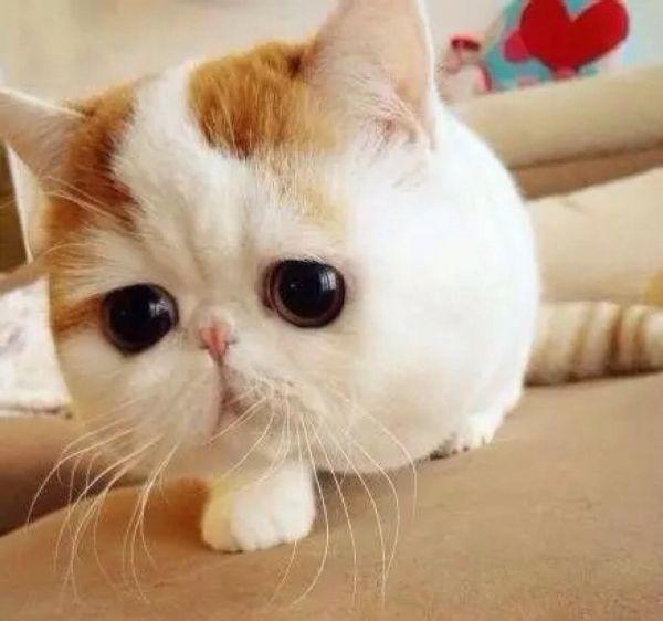 为什么猫咪眼屎很多?