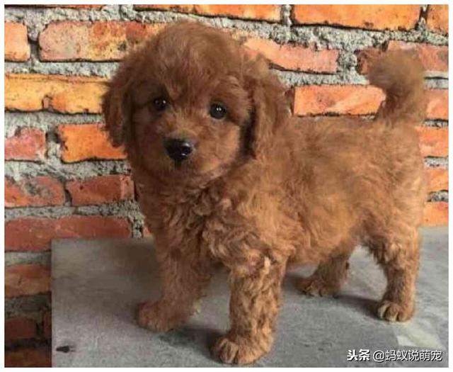 网购了一只泰迪，感觉不对劲，找朋友来看，朋友的话让他不淡定了