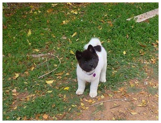 狗狗长相天生乌云盖顶, 网友调侃: 印堂发黑, 