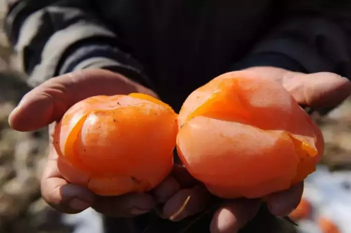 陕西红彤彤的柿子熟了, 这5个柿子采摘地, 选一处周末去采摘