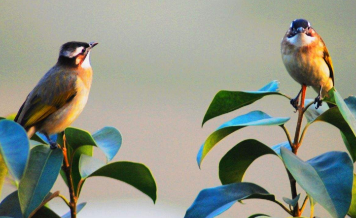 为什么体态轻盈的小鸟，却能把飞机撞爆，是飞机质量太...
