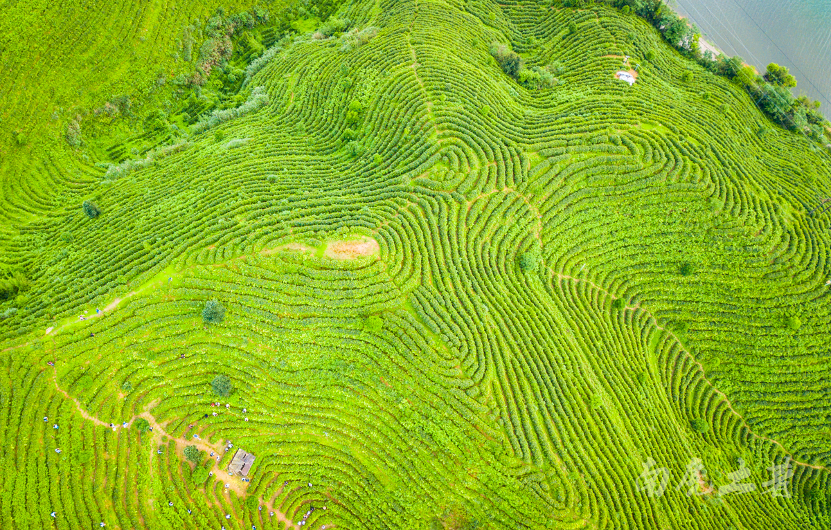 江西最后一座未开发的旅游名山,茶园像大地指纹